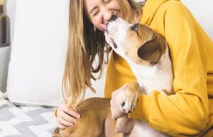 CBD Oils and Pills for the Dogs 